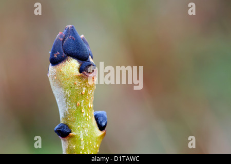 Asche Baum Knospe; Fraxinus Excelsior; UK Stockfoto