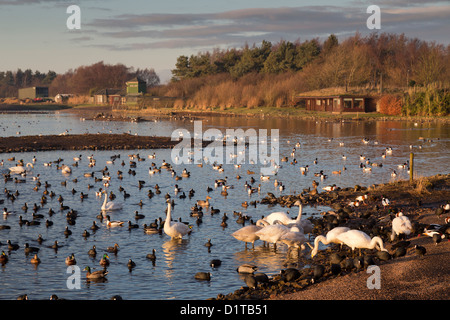 Martin Mere; Wildgeflügel und Feuchtgebiete Vertrauen; UK Stockfoto