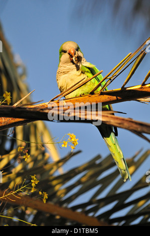 Mönch Parakeet / Quäker Papagei (Myiopsitta Monachus) im Parc Güell, Barcelona, Spanien Stockfoto