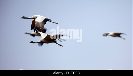 Ankunft der Zugvögel Kraniche Stockfoto