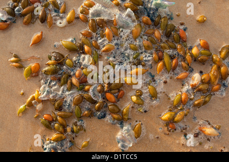 Schmeißfliegen und Seegras angeschwemmt am Strand bei Sonnenaufgang. Stockfoto