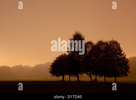 Eine Silhouette einer Gruppe von sieben Ahornbäume vor dem warmen hellen Nachthimmel in München. Stockfoto