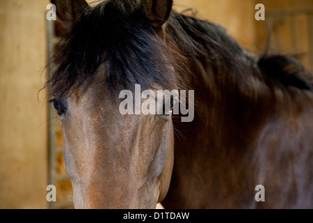 Ein braunen Pferd mit schwarzer Mähne sieht gerade in die Kamera in den Stall in Frankreich. Stockfoto