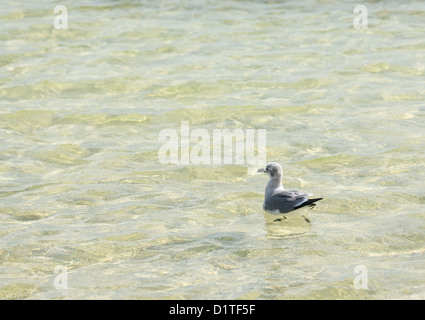 Kleine einzelne Möwe oder Möwe in ruhigen klaren Meer aus sandigen Strand in Florida Keys Stockfoto