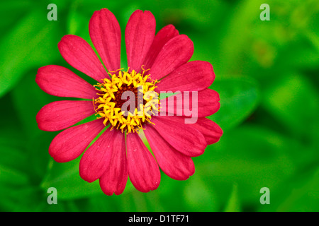 Roter Kosmos Blume Top-down-Ansicht Stockfoto