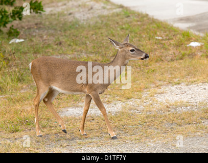 Bedrohte und seltene Schlüssel Reh Rehkitz in Wäldern in Big Pine Key in Florida Keys Stockfoto