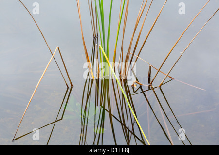 Leeres Feld von Schilf in Flusswasser in Florida Everglades Nationalpark Stockfoto