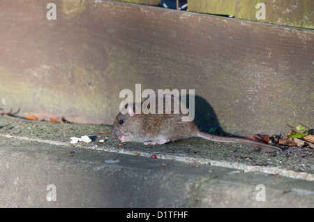 BRAUNE Ratte, Rattus Norvegicus Fütterung. UK Stockfoto