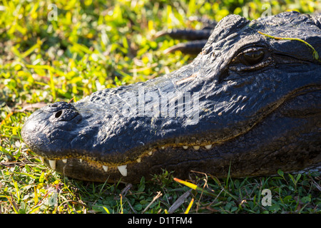 Schuss von Alligator in den Sümpfen von Everglades Nationalpark in Florida in der Nähe Stockfoto