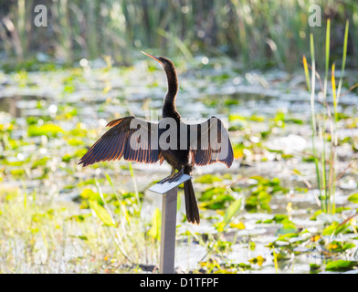 Hinterleuchtete Anhinga Vogel sitzt auf Zeichen in Florida Everglades und dehnen ihre Flügel zum Trocknen Stockfoto