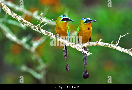 ZWEI BLAUE GEKRÖNTEN MOTMOTS IN TOBAGO KARIBIK Stockfoto