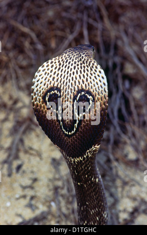 EINE INDISCHE COBRA [NAJA NAJA] ZEIGT SEINE MARKIERUNGEN UND KAPUZE Stockfoto