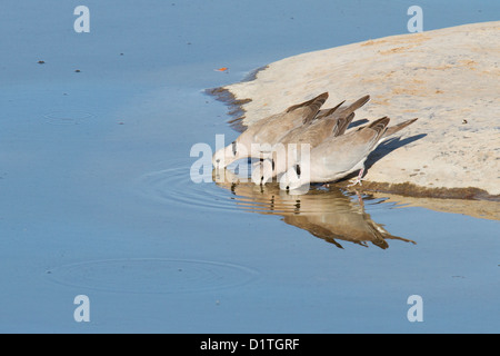 Drei Cape Turteltauben trinken Stockfoto