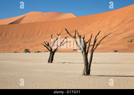 Tote Bäume im Deadvlei, umgeben von Dünen in der Wüste von Namibia NamibNaukluft Stockfoto