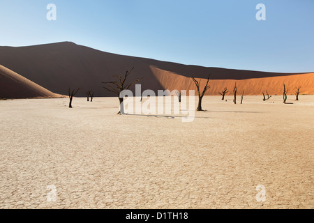 Tote Bäume im Deadvlei umgeben von Orangen Sanddünen der Namib-Naukluft Wüste von Namibia Stockfoto