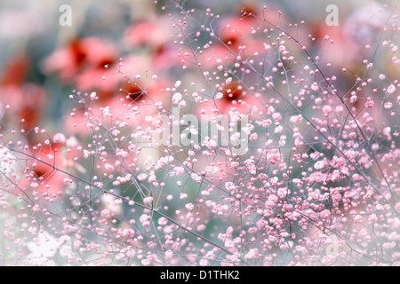 Echinacea Purpurea, gesehen durch die Blüten der Thalictrum Delavayi Hewitts Double Stockfoto