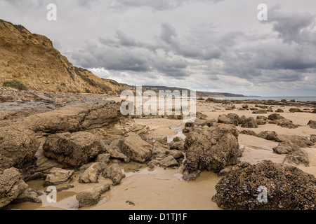 Muschel bedeckt Felsen am Strand in Crystal Cove Newport Beach Kalifornien Stockfoto