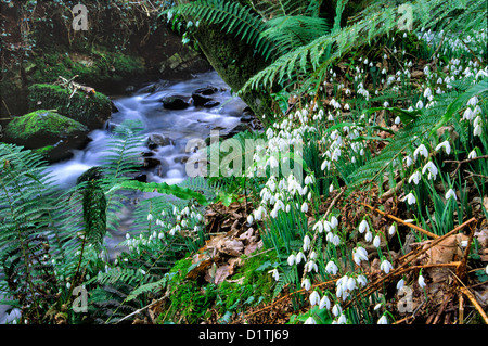 Snowdrop Senke nahe Wheddon Cross, Exmoor National Park Stockfoto