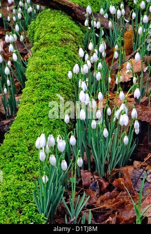 Snowdrop Senke nahe Wheddon Cross, Exmoor National Park Stockfoto