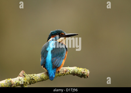 Britische Kingfisher sitzen über einen Fluss von Somerset, März 2012 Stockfoto