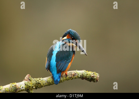 Britische Kingfisher sitzen über einen Fluss von Somerset, März 2012 Stockfoto