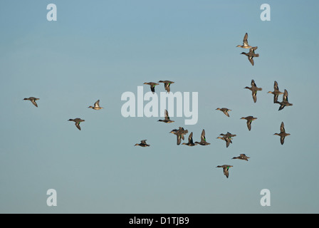 Der europäische Green-winged Teal strömen, wenn Flug Stockfoto