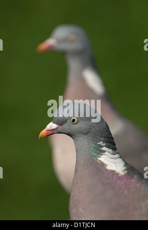 Paar von Ringeltauben Nahaufnahme Stockfoto