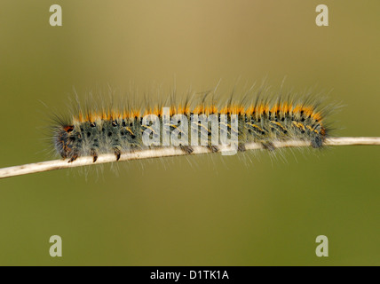 Grass Eggar Caterpillar (Lasiocampa Trifolii) in Pembrey Country Park Stockfoto