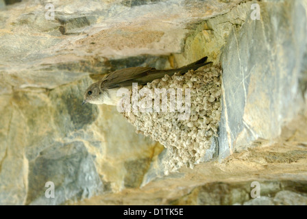 Eurasische Felsenschwalbe (Ptyonoprogne Rupestris) auf seinem Nest in Valle de Hecho, Pyrenäen, Spanien. Juni 2012. Stockfoto