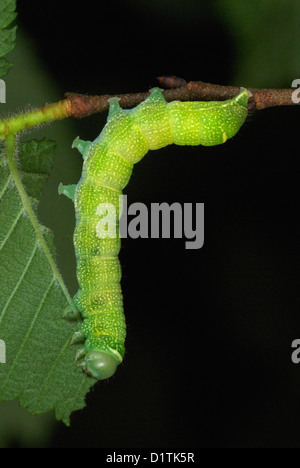 Gemeinsamen Quäker Motte (Orthosia Cerasi) Raupe Fütterung auf Ulme Blätter Stockfoto