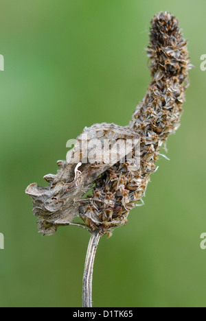 Silber Y Motte (autographa Gamma) ruht auf einem wegerich Samen - Kopf in Pembrey Country Park, South Wales. Stockfoto