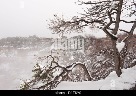 Ein Alter Baum gegen einen Nebel, Schnee und Kälte Aussichtspunkt am Grand Canyon in Arizona USA im Winter. Stockfoto