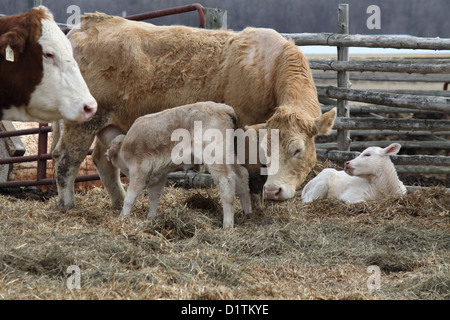 Braune Kalb an seine Mutter Euter und weiß Wade Verlegung auf dem Stroh in einem kleinen Gehäuse auf einem kleinen Bauernhof Stockfoto