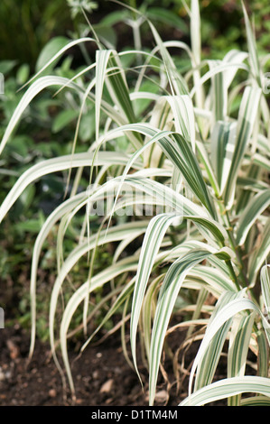 Arundo Donax Var versicolor, bunte Pfahlrohr Stockfoto