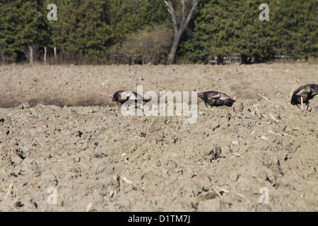 Östlichen wilde Truthähne, die Nahrungssuche in den Schlamm ein Gepflügtes unter Mais Feld Stockfoto