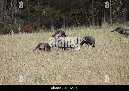 Eine kleine Herde von östlichen wilde Truthähne auf Nahrungssuche in einem kleinen Feld durch ein Waldstück. Stockfoto