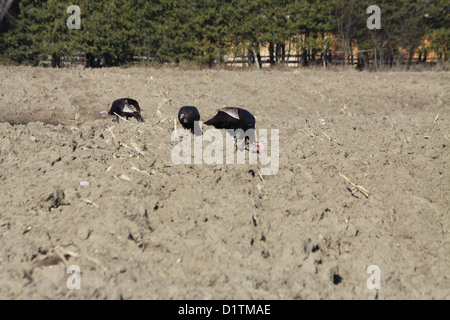 Östlichen wilde Truthähne, die Nahrungssuche in den Schlamm ein Gepflügtes unter Mais Feld Stockfoto