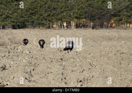 Östlichen wilde Truthähne, die Nahrungssuche in den Schlamm ein Gepflügtes unter Mais Feld Stockfoto