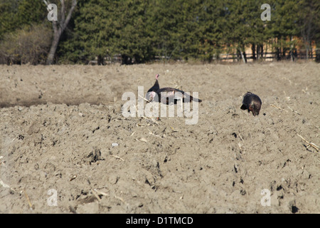 Östlichen wilde Truthähne, die Nahrungssuche in den Schlamm ein Gepflügtes unter Mais Feld Stockfoto