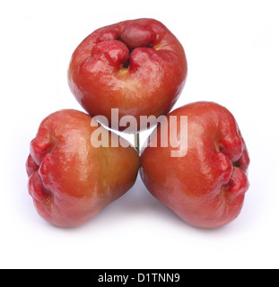Wasser-Apfel oder Rosenapfel Stockfoto
