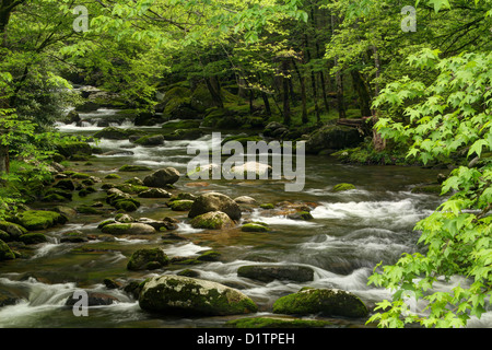 Fließenden Fluss Kaskaden in der Mitte Zinke Flüsschen. Stockfoto