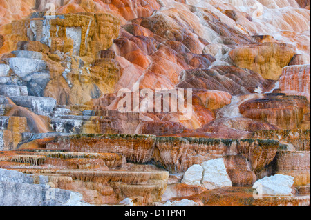 Horizontale Foto der bunten Palette Feder vom Yellowstone National Park. Stockfoto