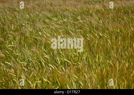 Reifen Weizen in der englischen Landschaft Stockfoto