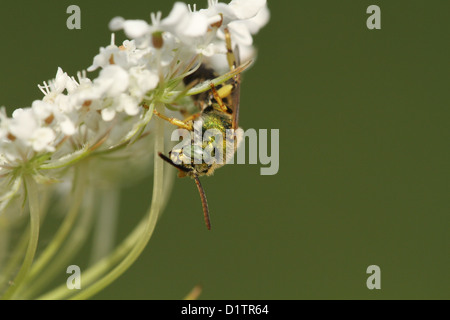 Virescent grün Metallic Bee (Agapostemon Virescents) Stockfoto