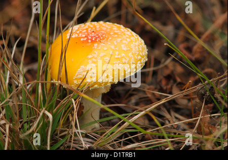 Der Pilz einen Fliegenpilz wächst unter Blättern Stockfoto