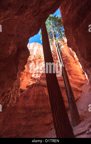 Pinyon Kiefern umgeben von roten Felsen am Bryce Canyon, Utah, USA Stockfoto