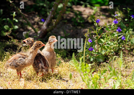 Behelmte Guineafowl (Numida meleagris) Küken (keets) im Garten. Stockfoto