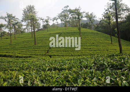 Tea Gardens in Munnar Munnar ist ein Hügel-Station auf den Western Ghats, eine Reihe von Bergen im Idukki Bezirk gelegen Stockfoto