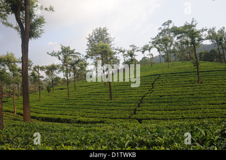 Tea Gardens in Munnar Munnar ist ein Hügel-Station auf den Western Ghats, eine Reihe von Bergen im Idukki Bezirk gelegen Stockfoto