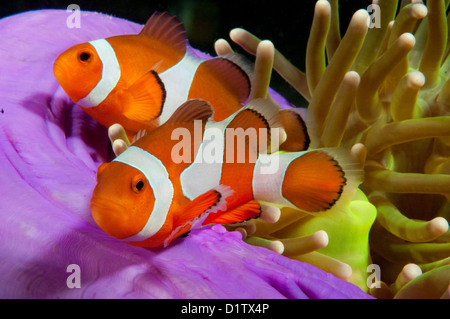 Falscher Clown Anemonenfische (Amphiprion Ocellaris) auf das Kapalai Hausriff, Sabah, Borneo, Malaysia Stockfoto